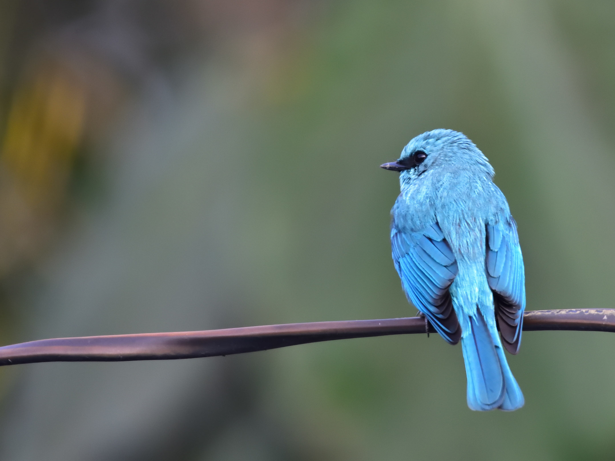 Nikon D7200 + Nikon AF-S Nikkor 200-500mm F5.6E ED VR sample photo. Dsc_4446_00001.jpg photography