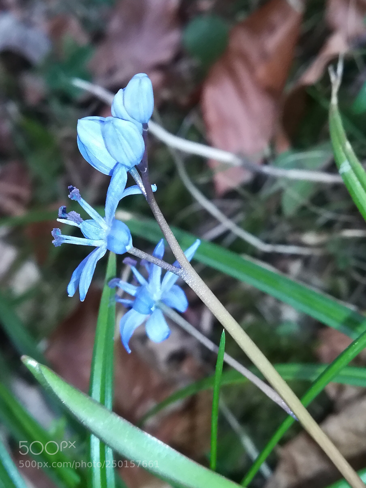 HUAWEI P10 lite sample photo. Fleur de sous bois photography