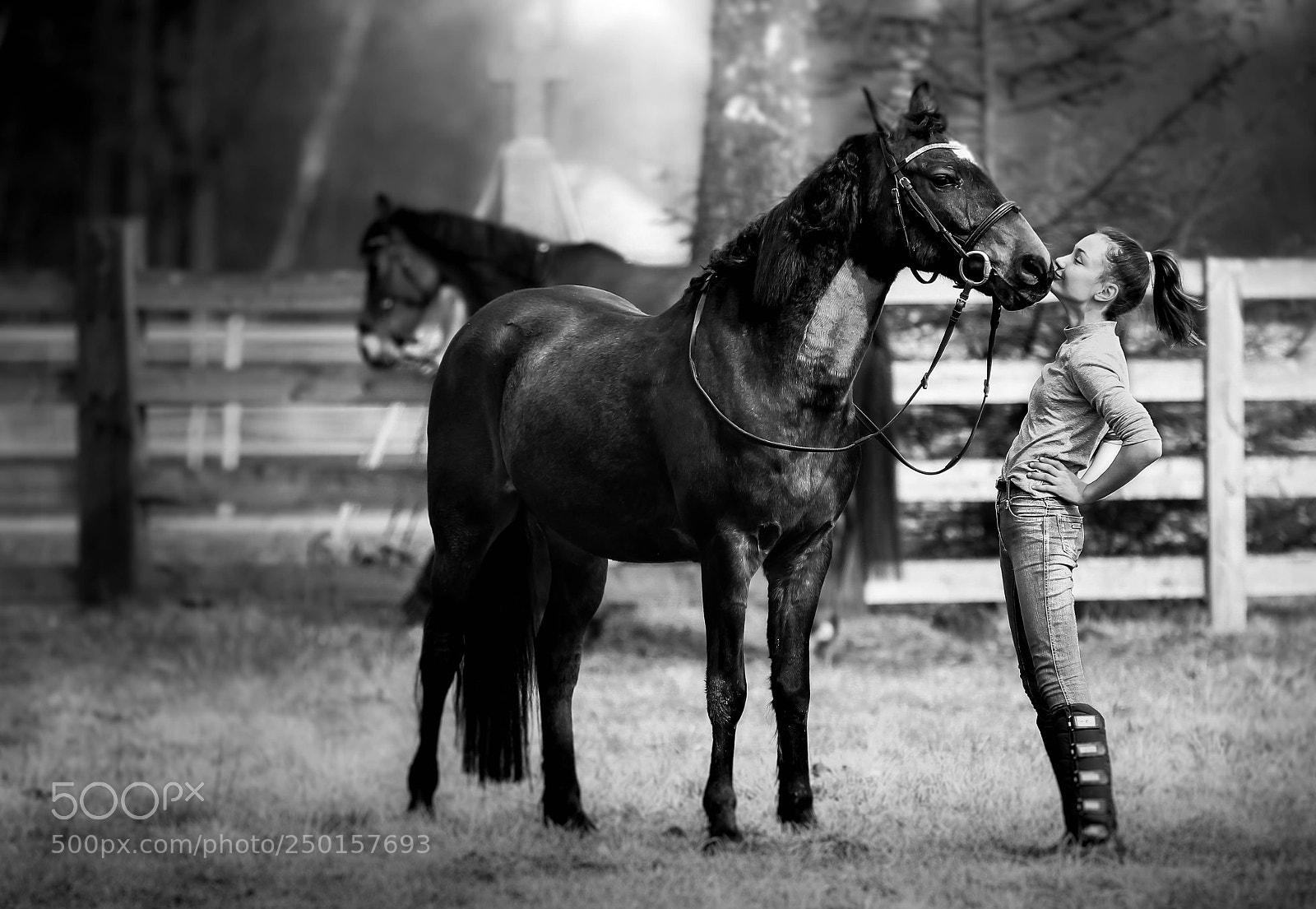 Canon EOS 600D (Rebel EOS T3i / EOS Kiss X5) sample photo. Horses photography