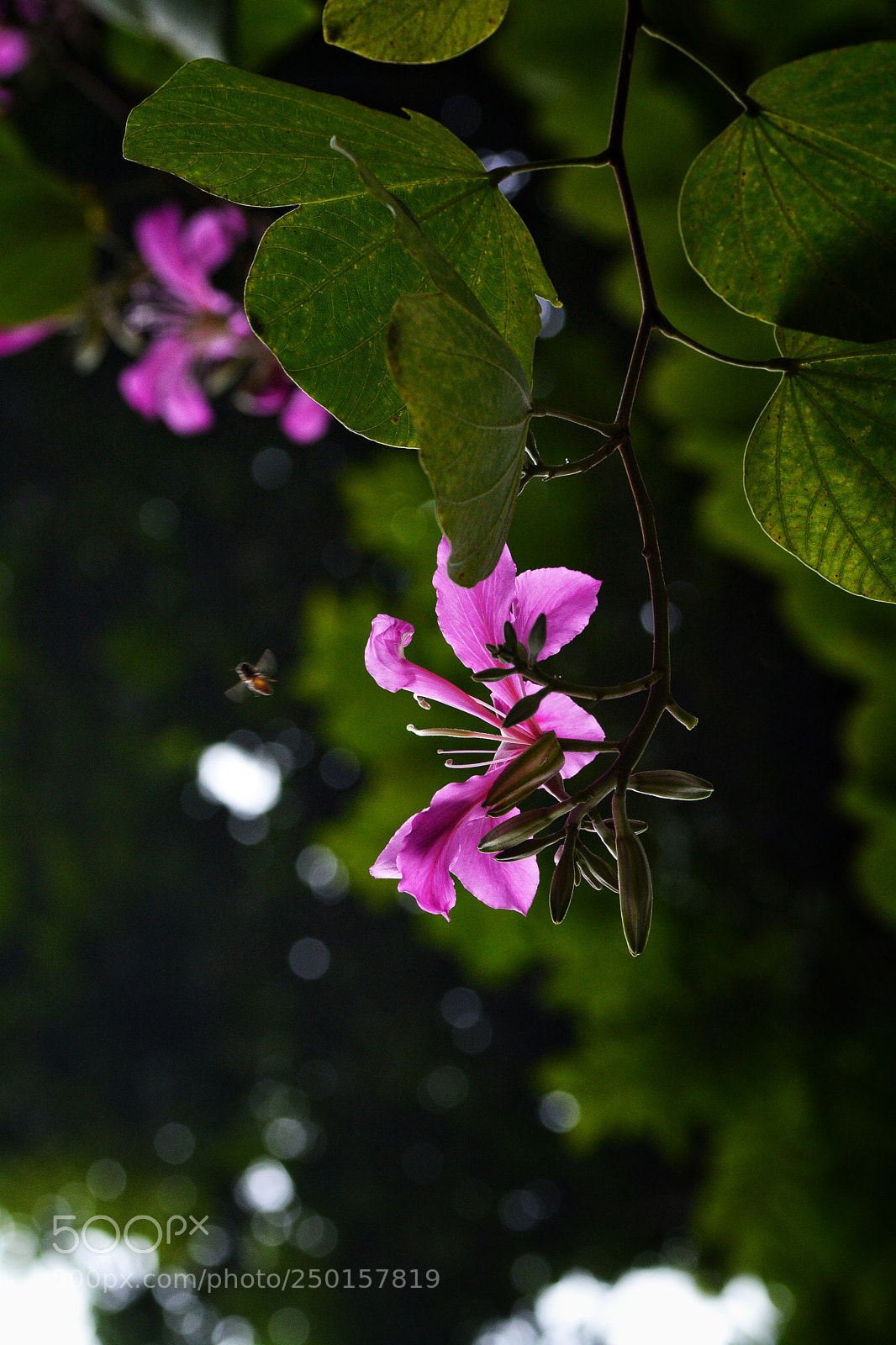Nikon D7100 sample photo. Bcvbt photography