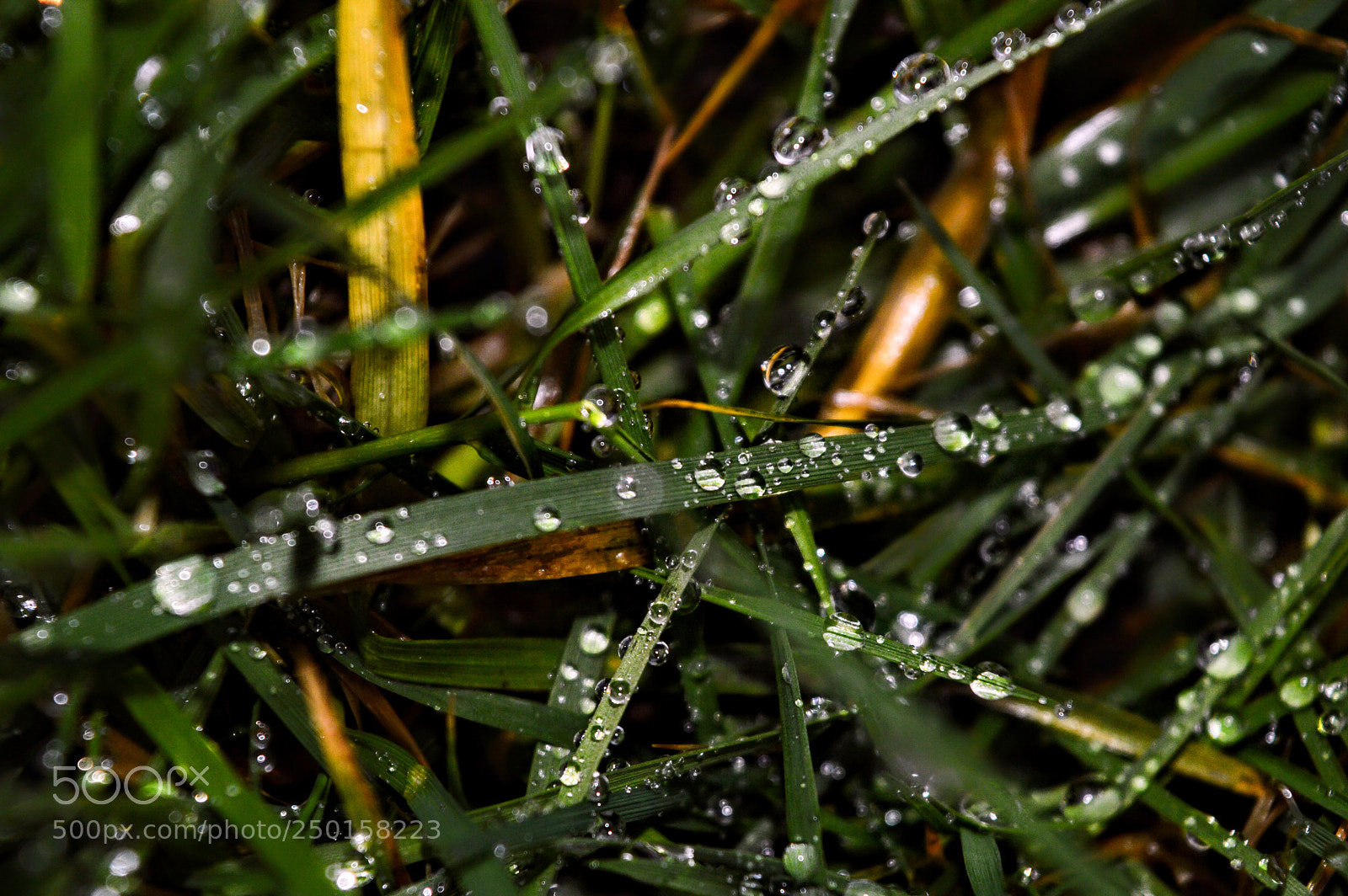 Nikon D3200 sample photo. Drops on a leaf photography