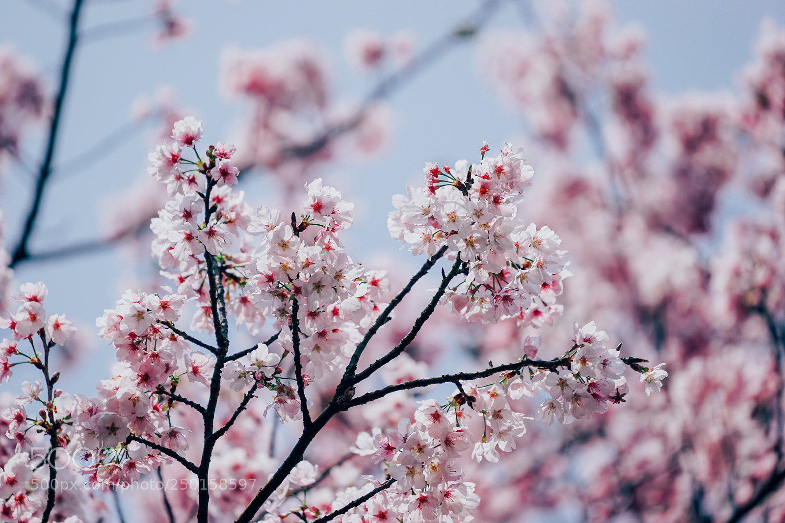 Sony a7 II sample photo. Cherry blossom photography