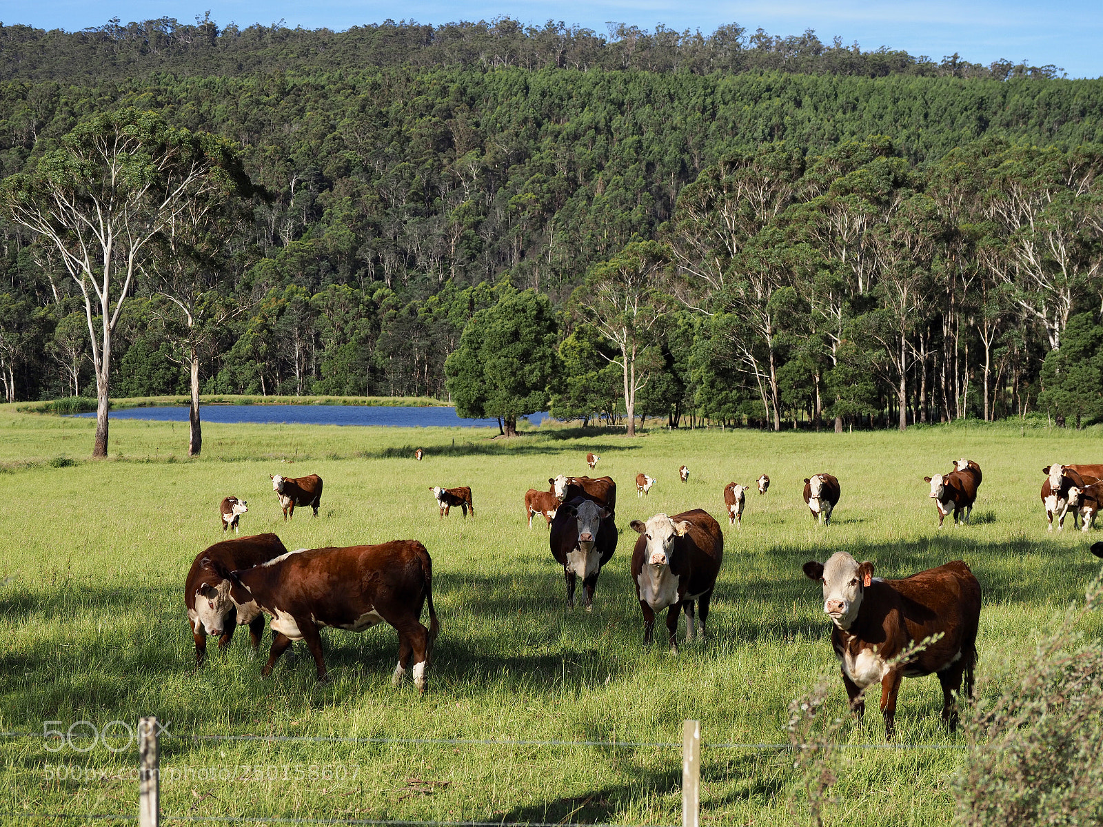 Olympus OM-D E-M1 Mark II sample photo. A farm in tasmania photography
