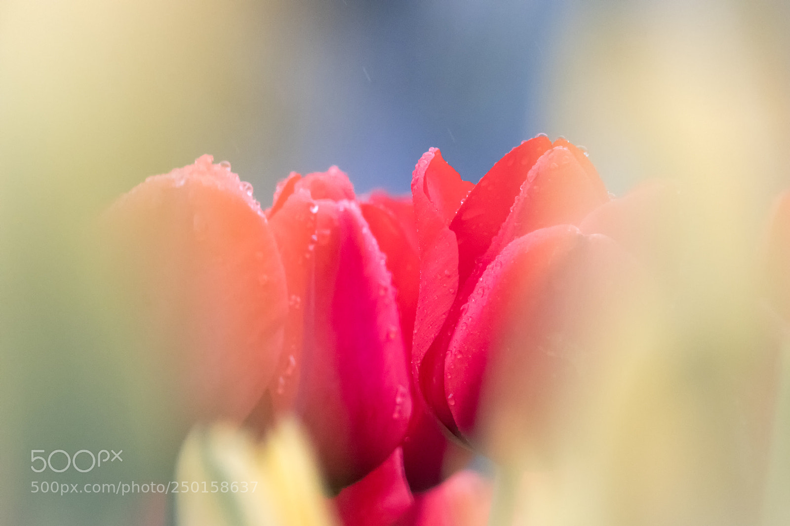 Canon EOS 80D sample photo. Tulip2 photography