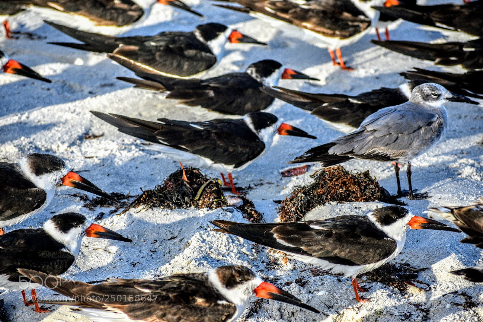 Nikon D3400 sample photo. Orange beaks photography