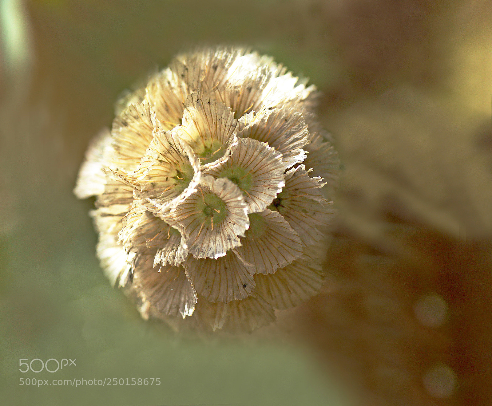 Canon EOS 50D sample photo. Flora 8 photography
