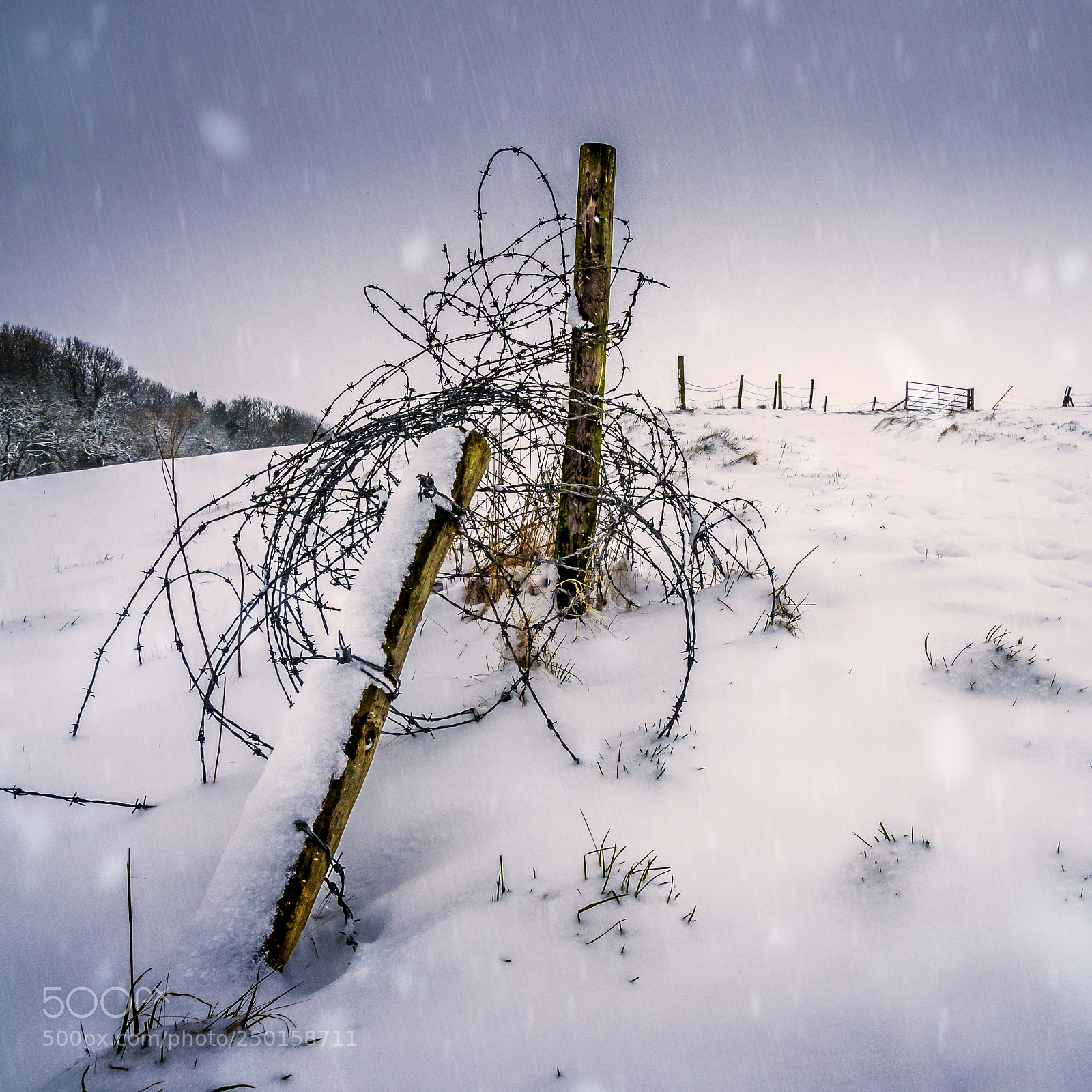 Olympus OM-D E-M1 Mark II sample photo. Barbed wire and snow photography