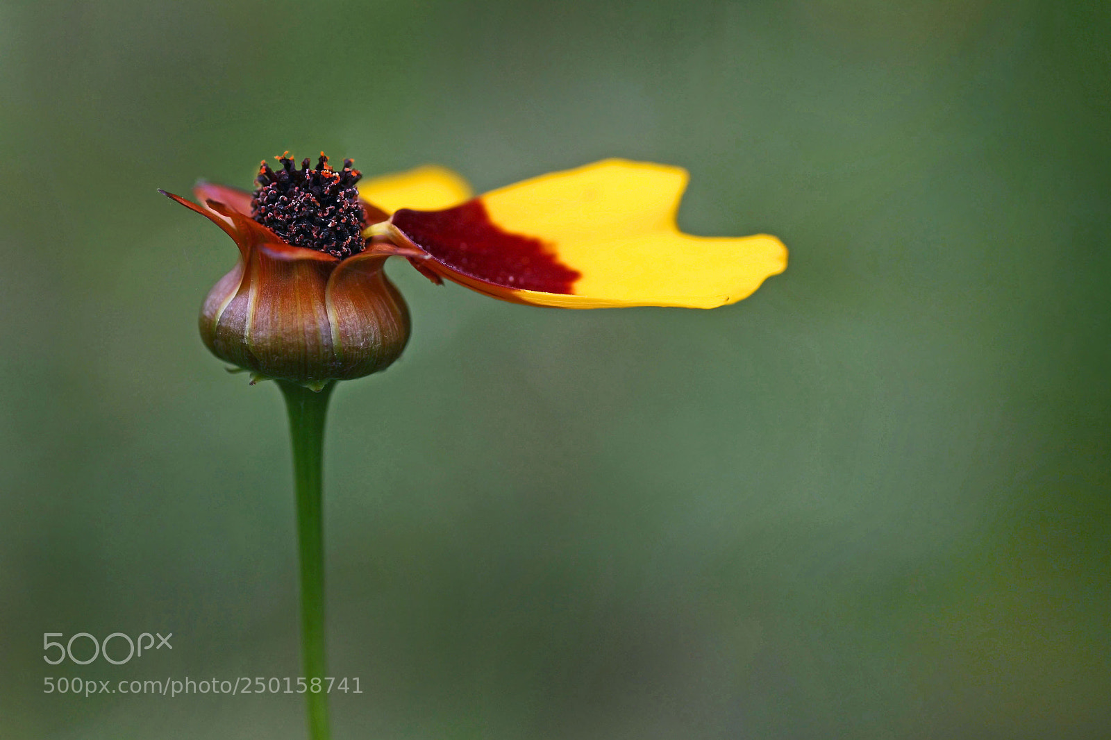 Canon EOS 50D sample photo. Hd photography