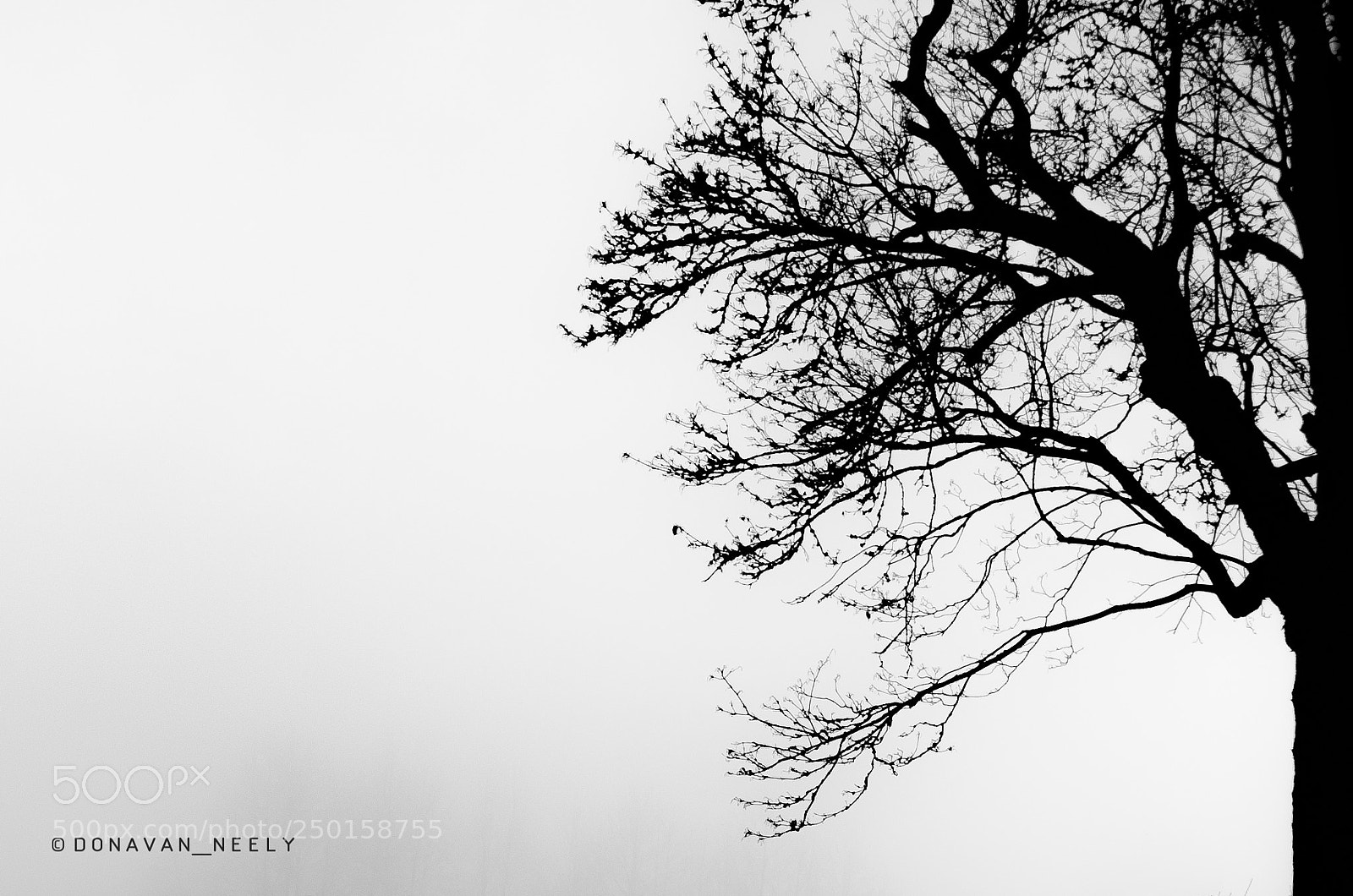 Nikon D7000 sample photo. Silhouette photography