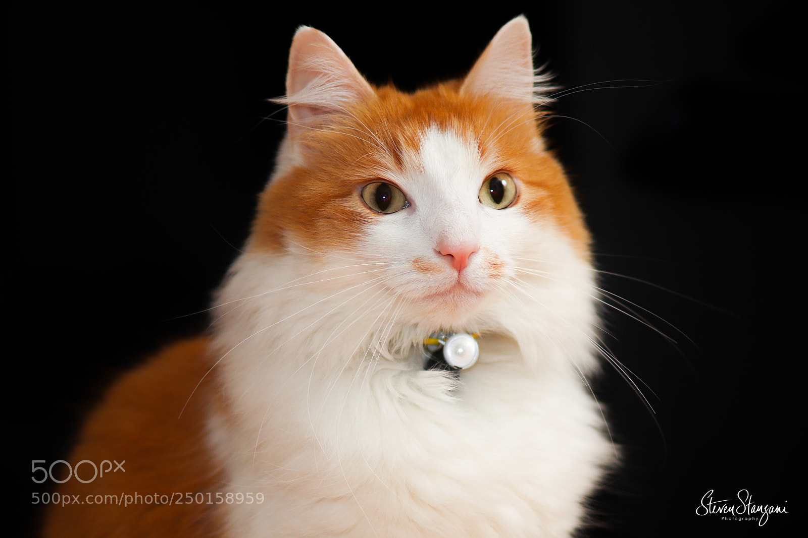 Canon EOS 77D (EOS 9000D / EOS 770D) sample photo. Cat photography