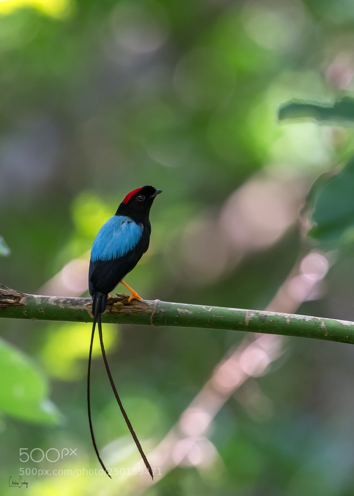 Nikon D4 sample photo. Long-tailed manakin photography