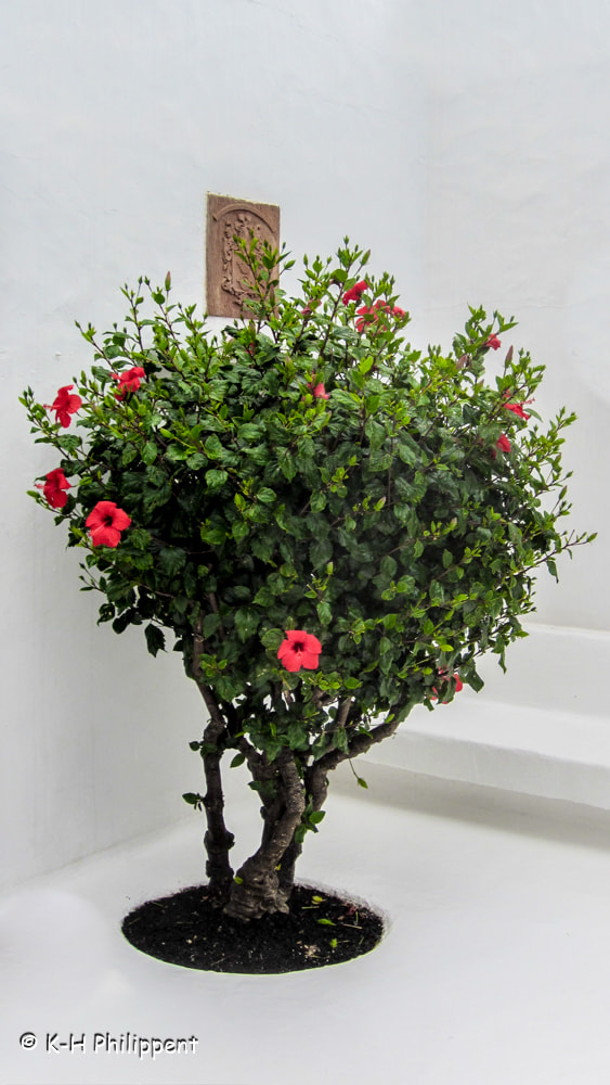 Canon PowerShot ELPH 300 HS (IXUS 220 HS / IXY 410F) sample photo. Teguise (lanzarote, spain), the hibiscus / der hibiskus photography