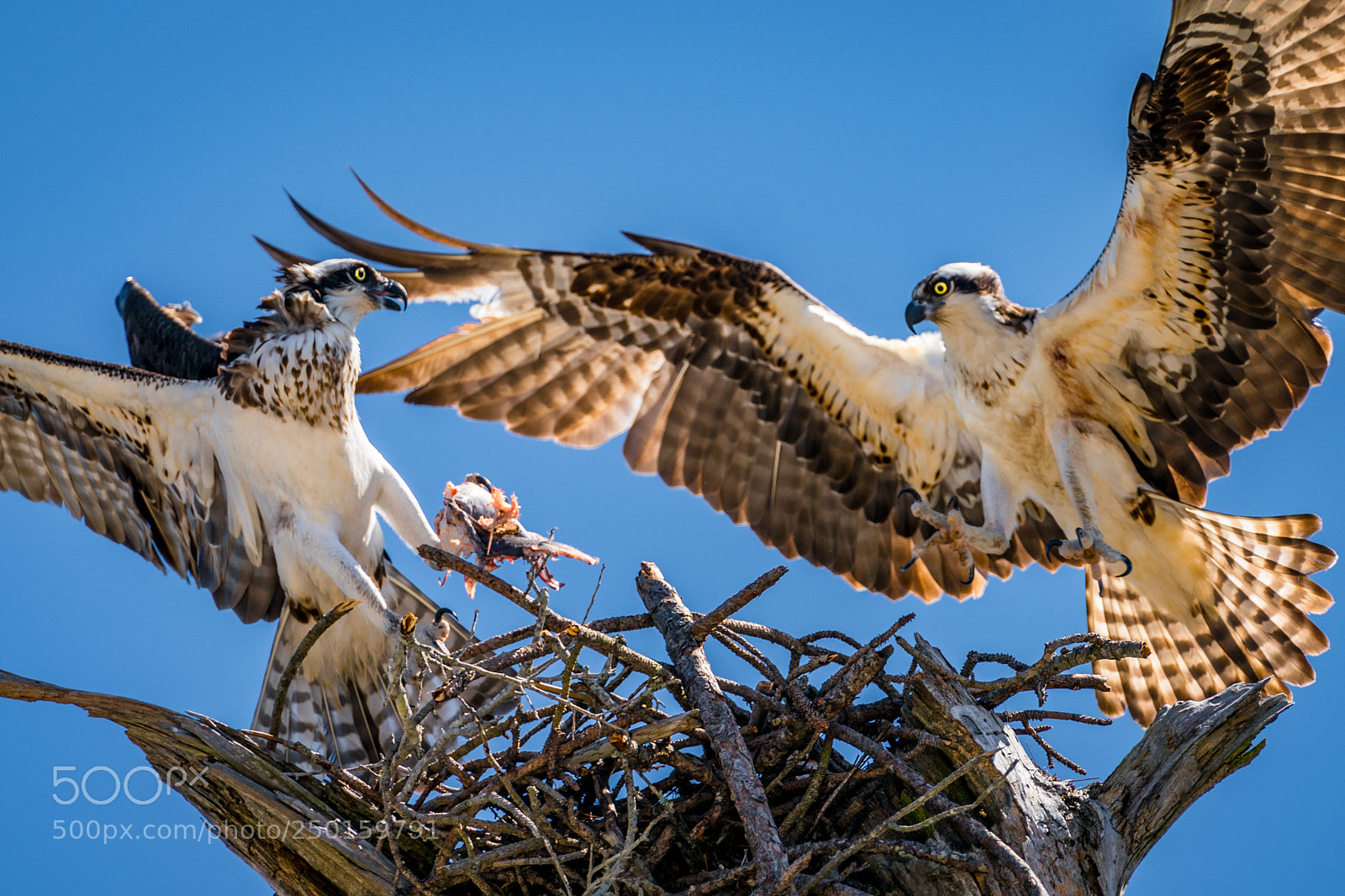 Sony a9 sample photo. The ospreys photography