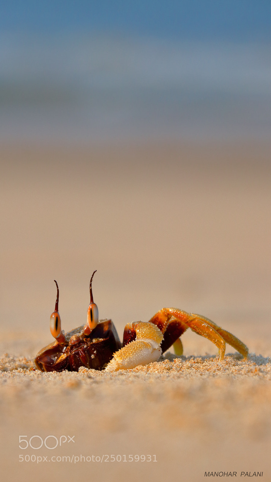 Canon EOS 80D sample photo. Ghost crab photography