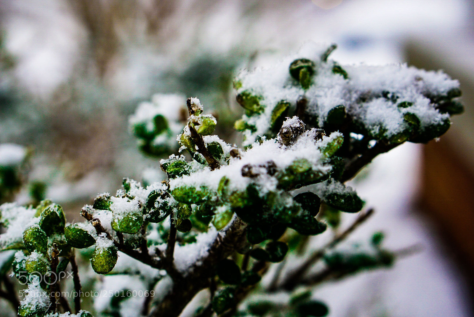 Sony a6000 sample photo. March snow on the photography
