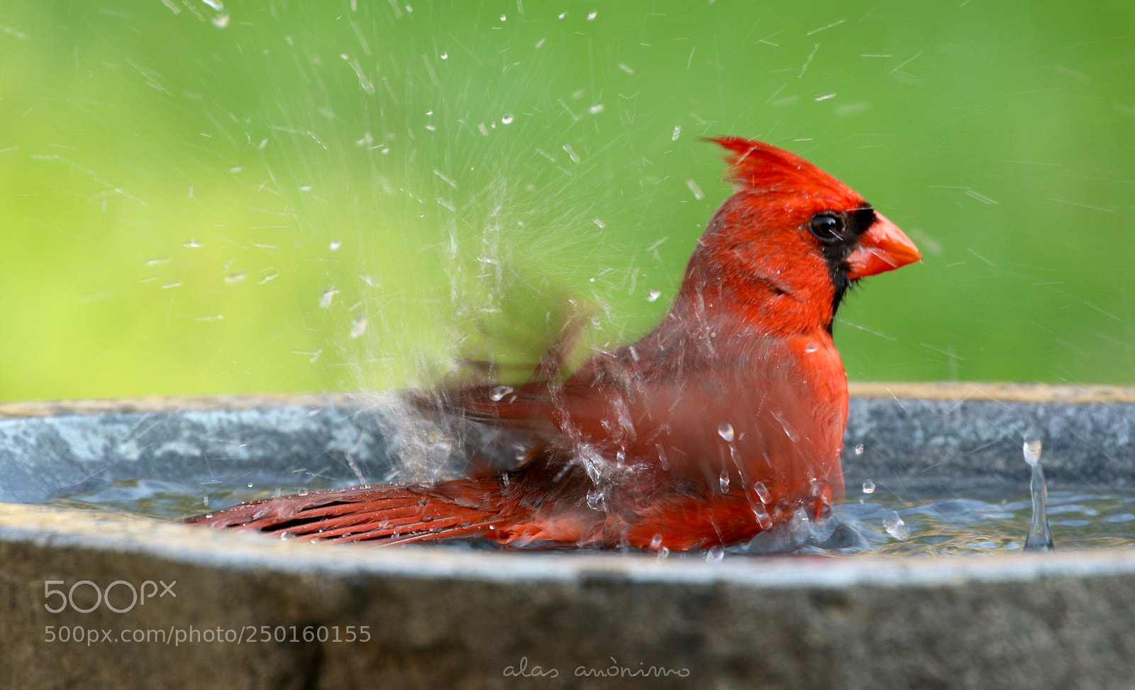 Canon EOS 7D Mark II sample photo. Get wet....! part i photography