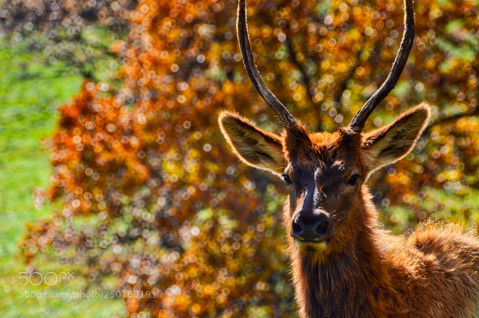 Nikon D3200 sample photo. Baby elk photography
