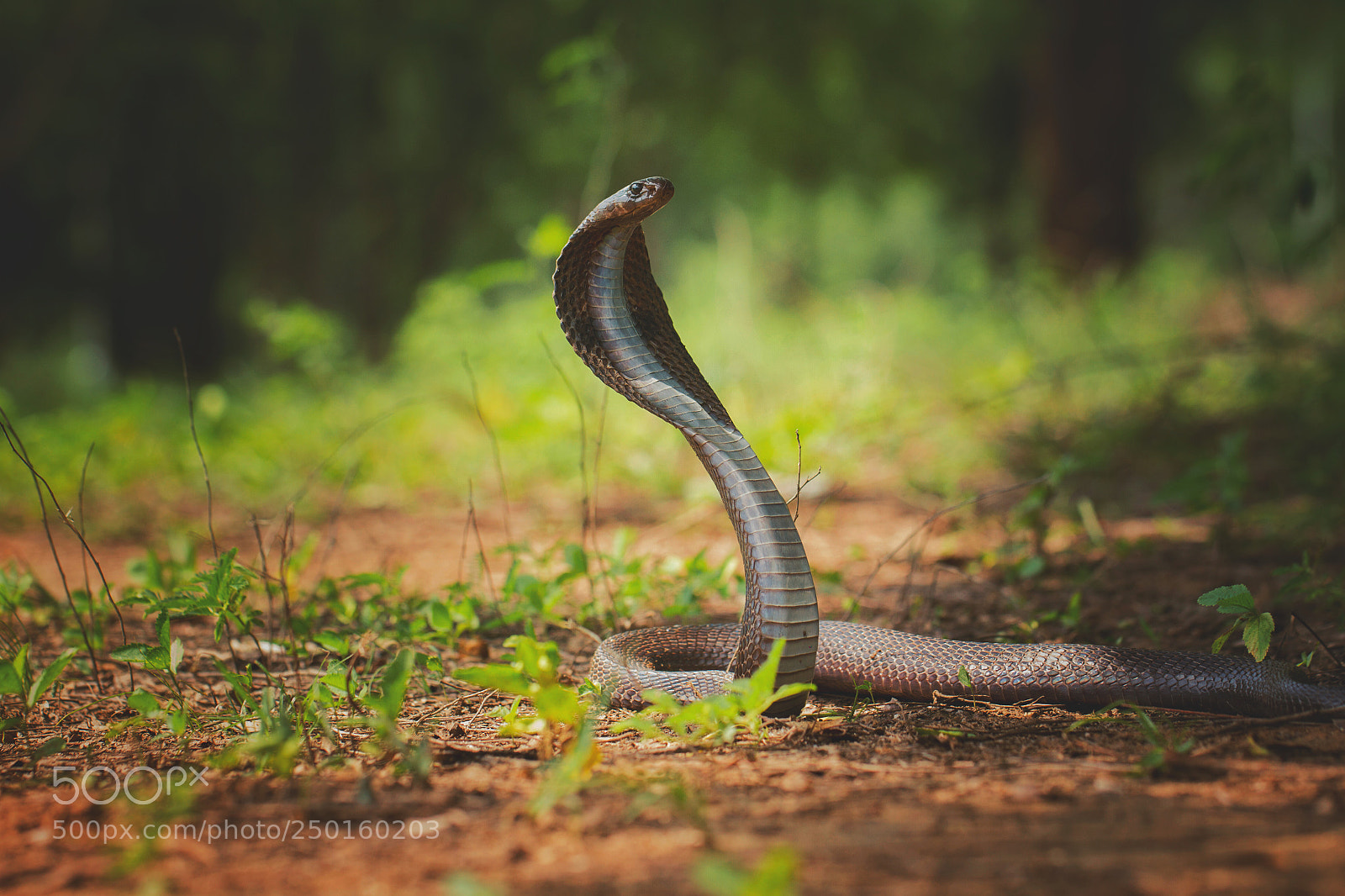 Canon EOS 7D sample photo. Indian cobra photography