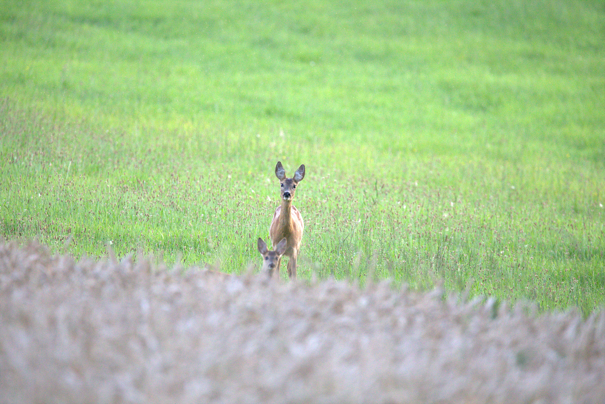 Sigma 150-600mm F5-6.3 DG OS HSM | C sample photo. Litte familiy is watching the bad man with the cam photography