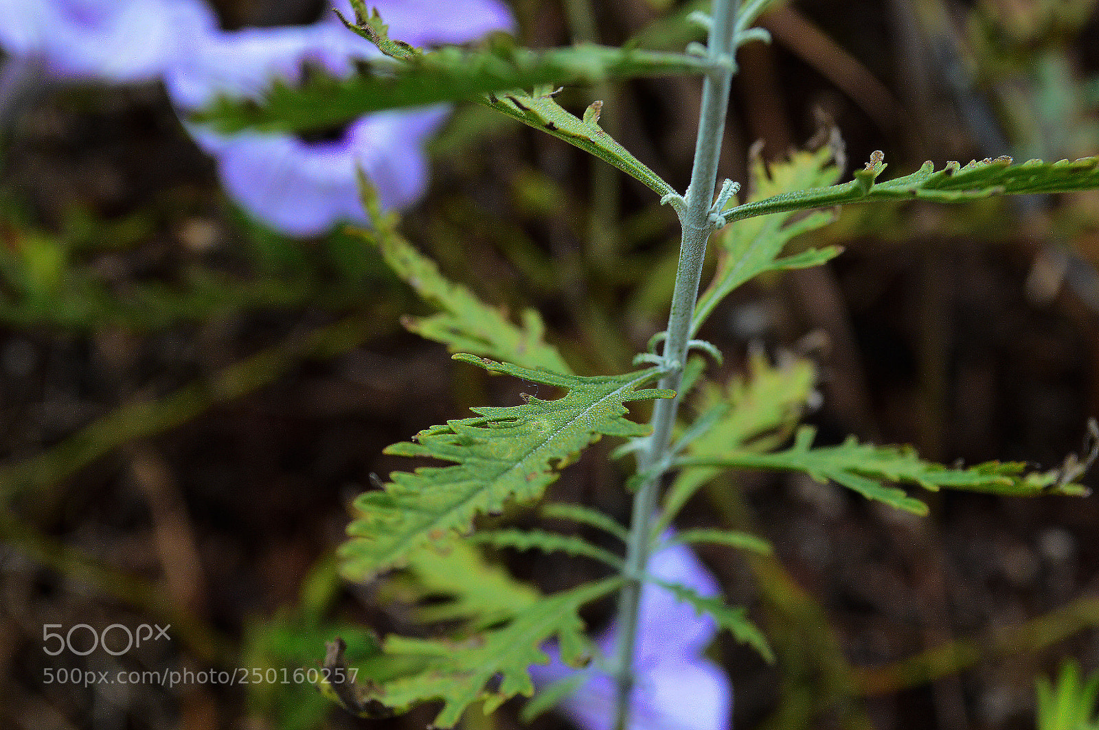 Nikon D3200 sample photo. Pollen on leaf photography