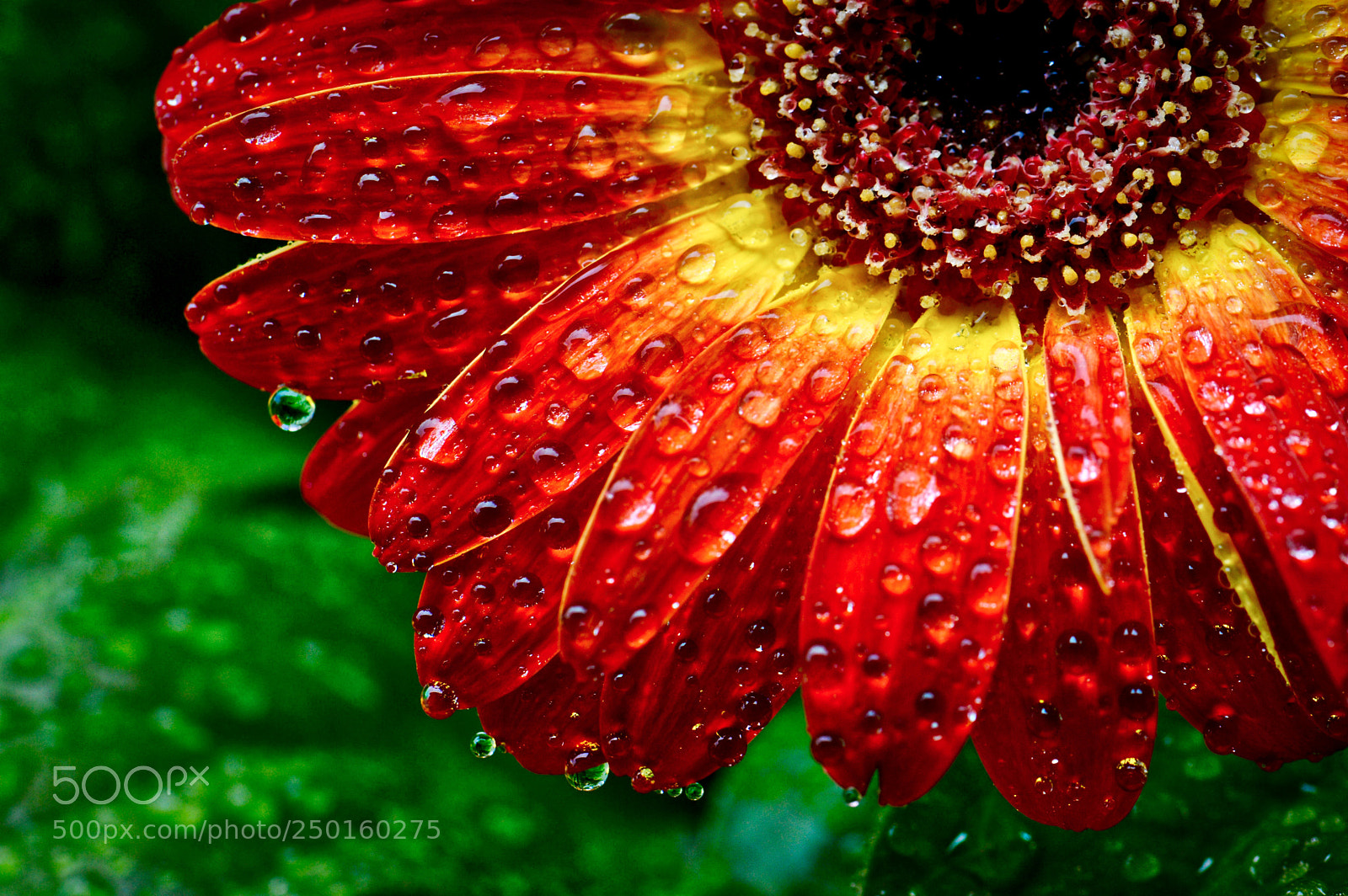 Nikon D3200 sample photo. Happy daisy dew photography