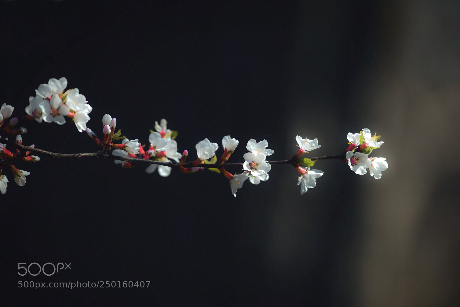 Nikon D810 sample photo. Sakura. photography