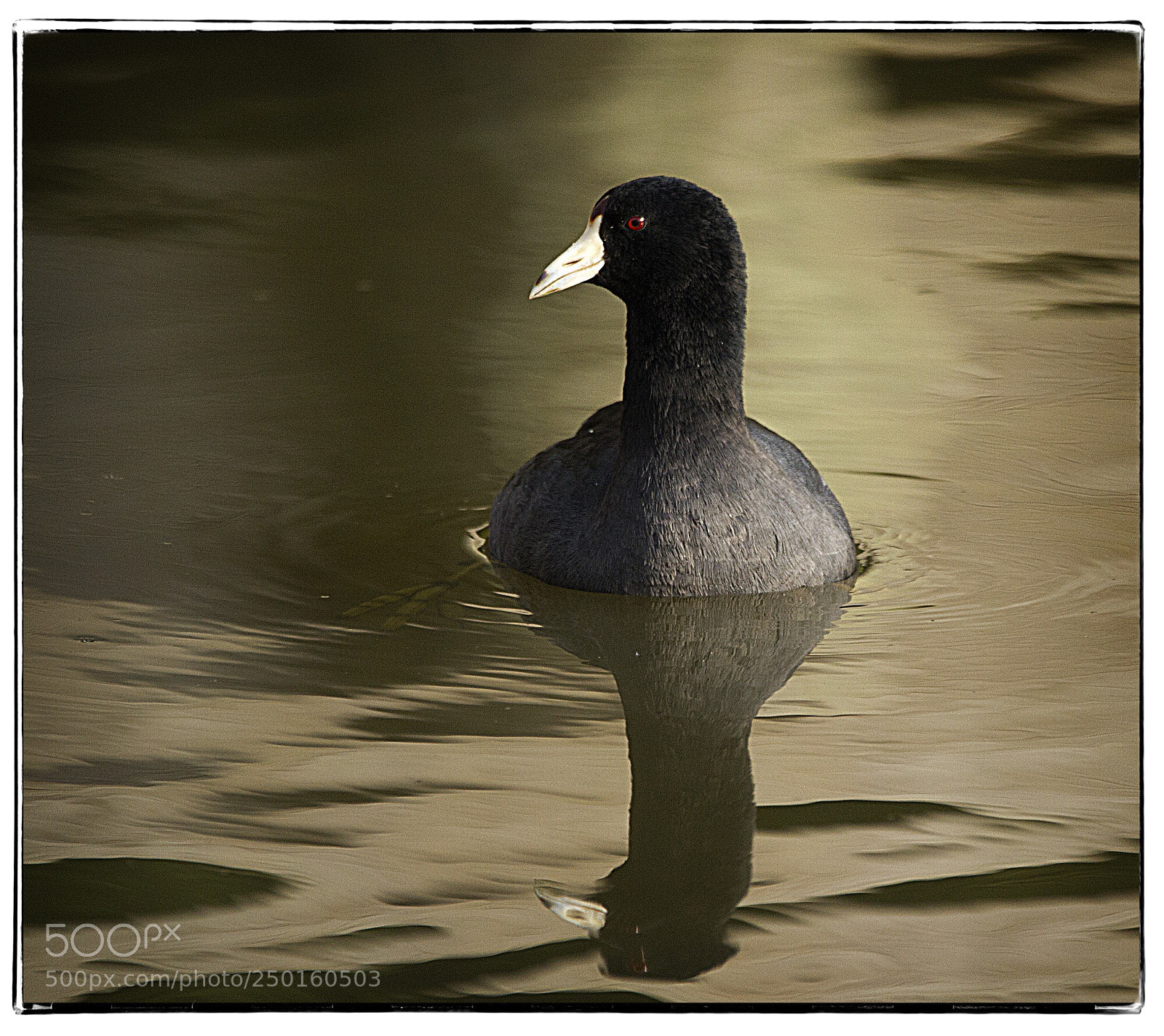 Canon EOS 7D sample photo. American coot  photography