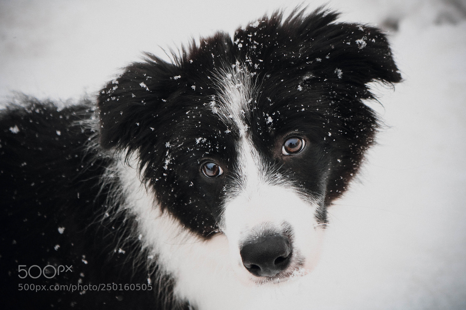 Canon EOS 760D (EOS Rebel T6s / EOS 8000D) sample photo. Border collie photography