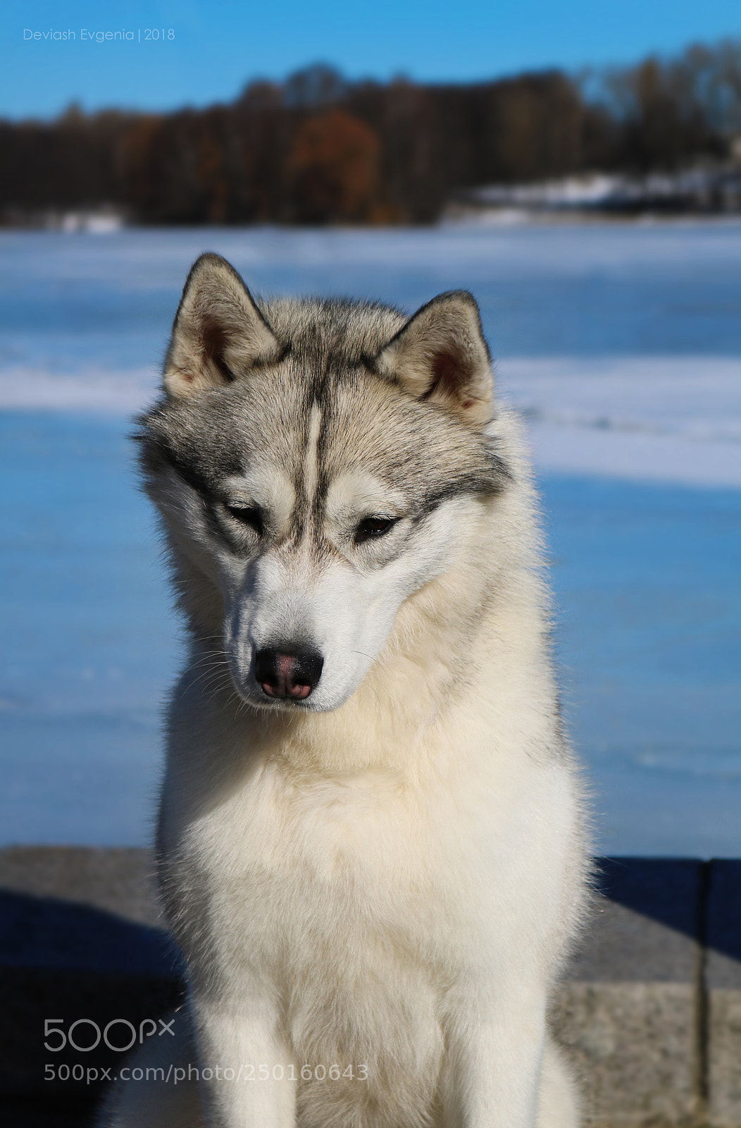 Canon EOS 760D (EOS Rebel T6s / EOS 8000D) sample photo. Husky photography