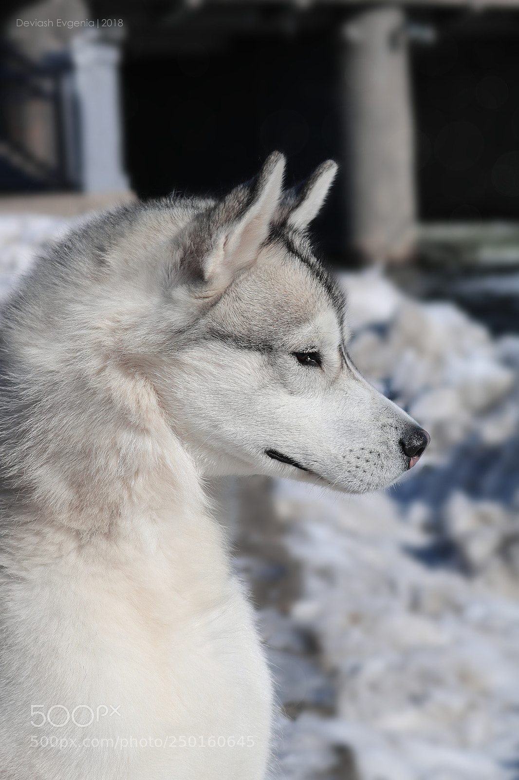 Canon EOS 760D (EOS Rebel T6s / EOS 8000D) sample photo. Husky photography