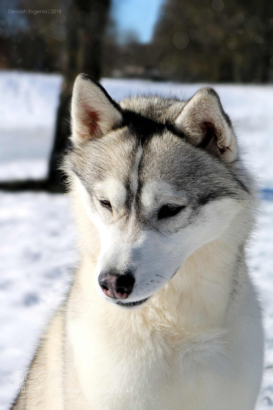 Canon EOS 760D (EOS Rebel T6s / EOS 8000D) sample photo. Siberian husky photography