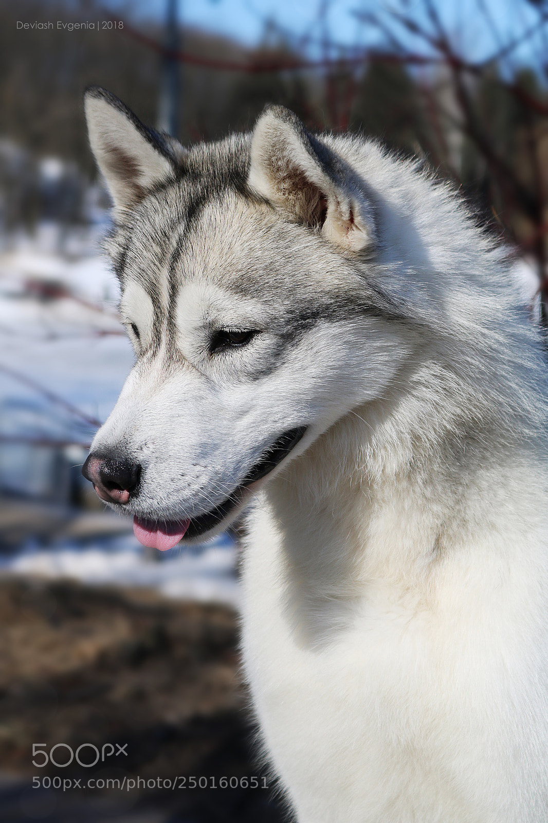 Canon EOS 760D (EOS Rebel T6s / EOS 8000D) sample photo. Husky photography