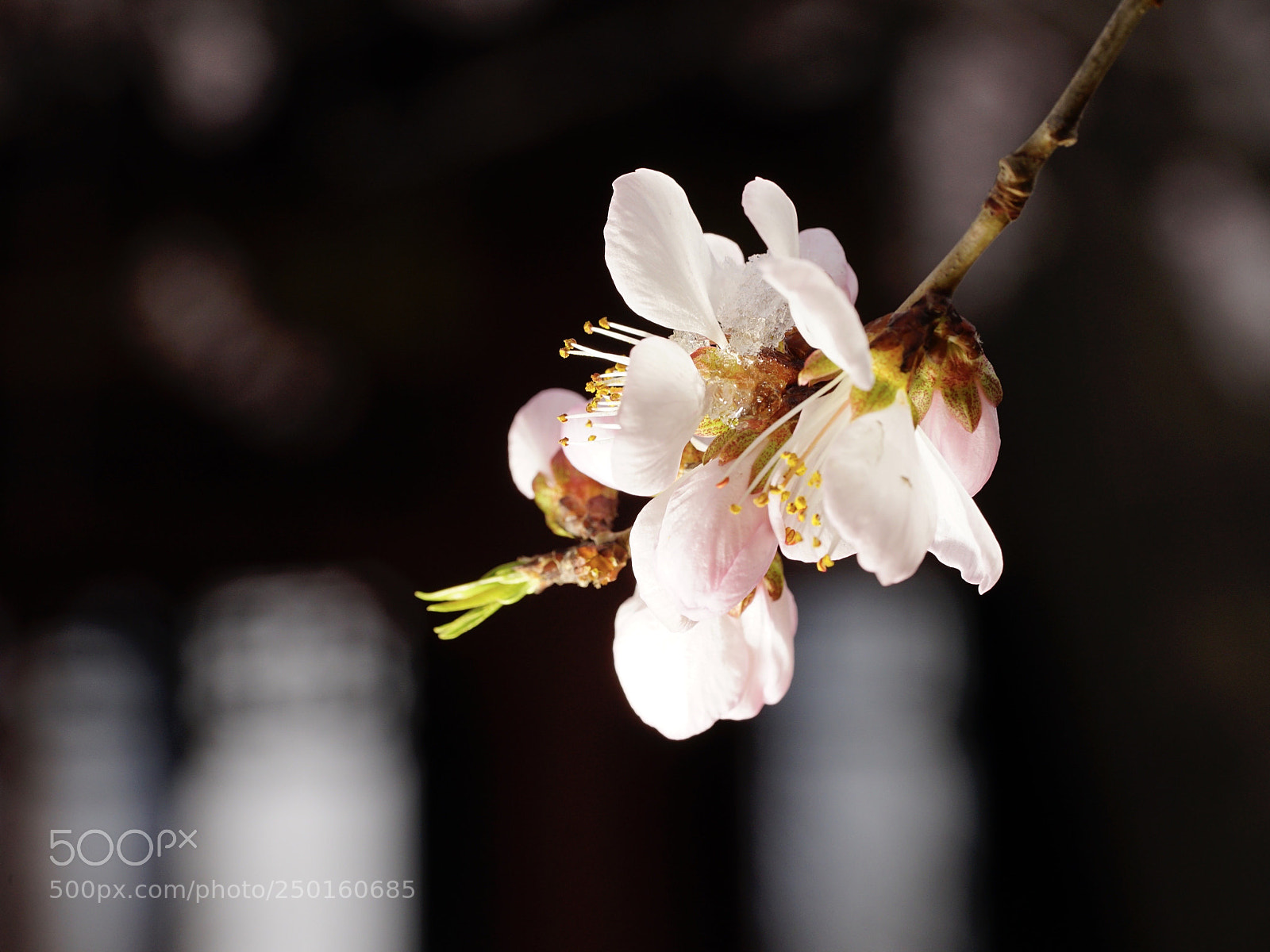 Sony a7 II sample photo. 冰敷嫩蕊 photography