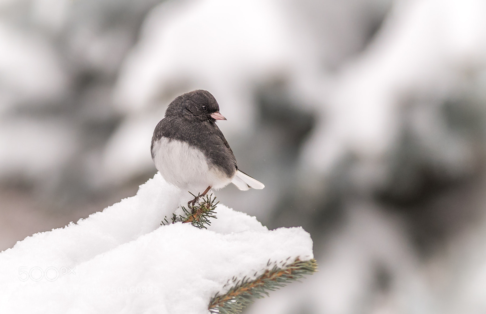 Nikon D500 sample photo. Junco on snow-covered pine photography