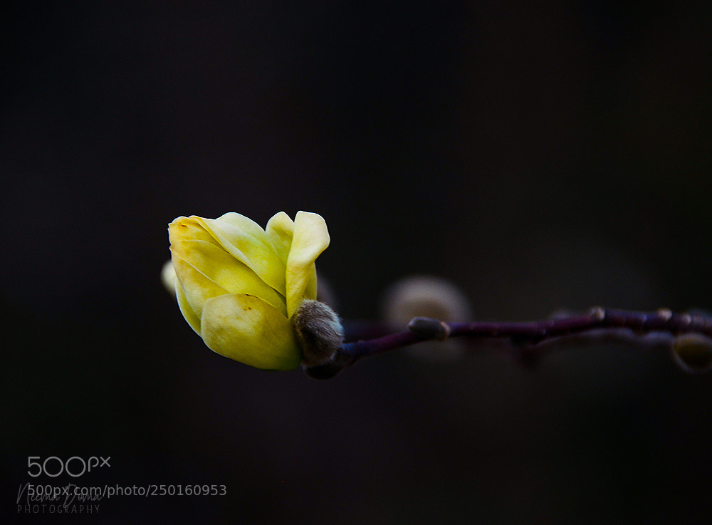 Nikon D7000 sample photo. Magnolia photography