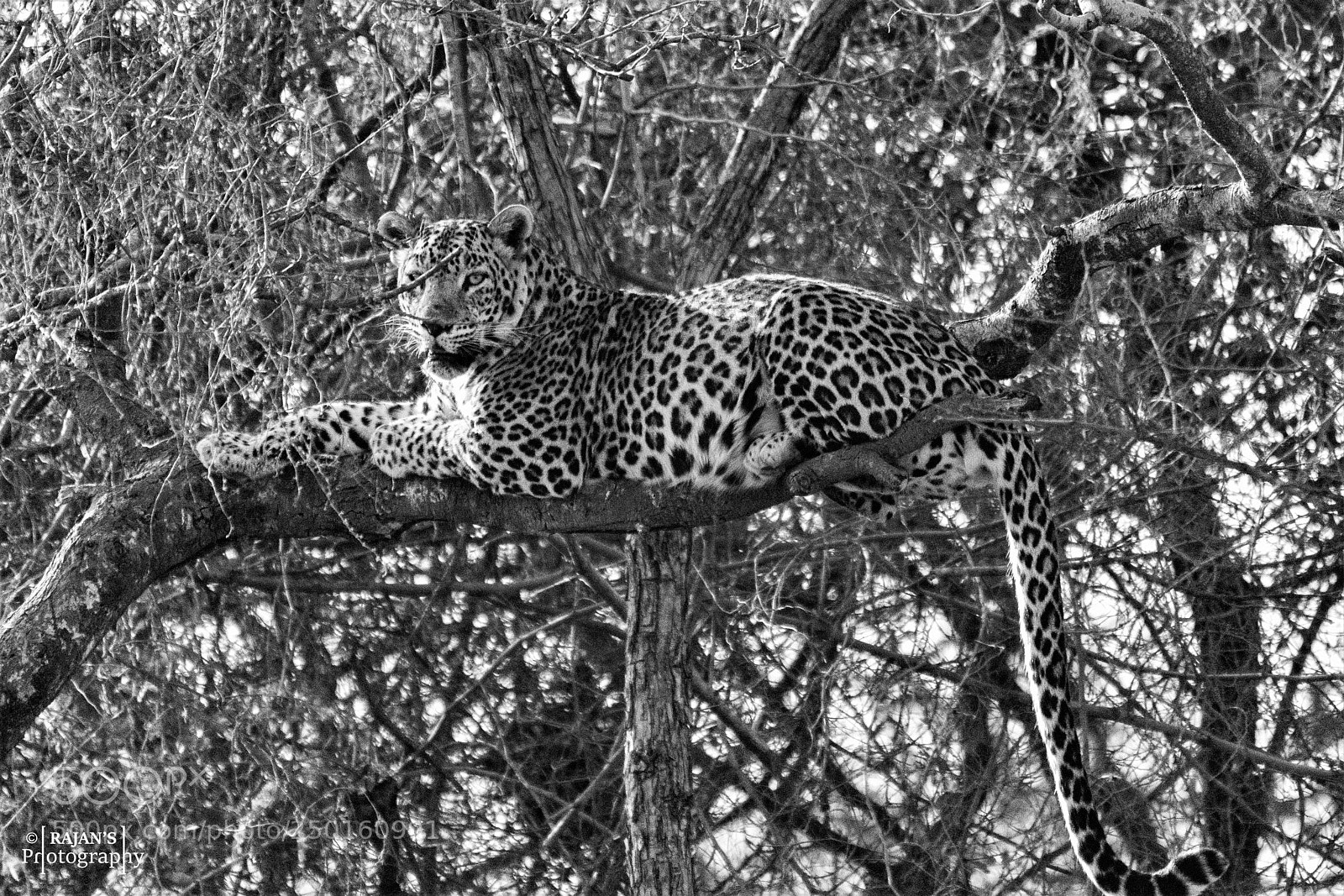 Nikon D3400 sample photo. Indian leopard photography