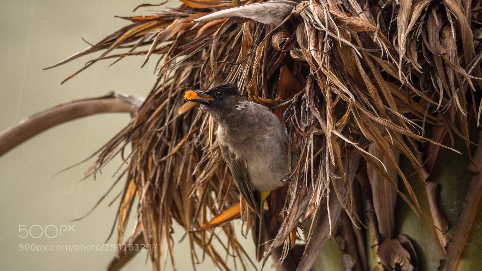 Olympus OM-D E-M10 II sample photo. Dark-capped bulbul photography