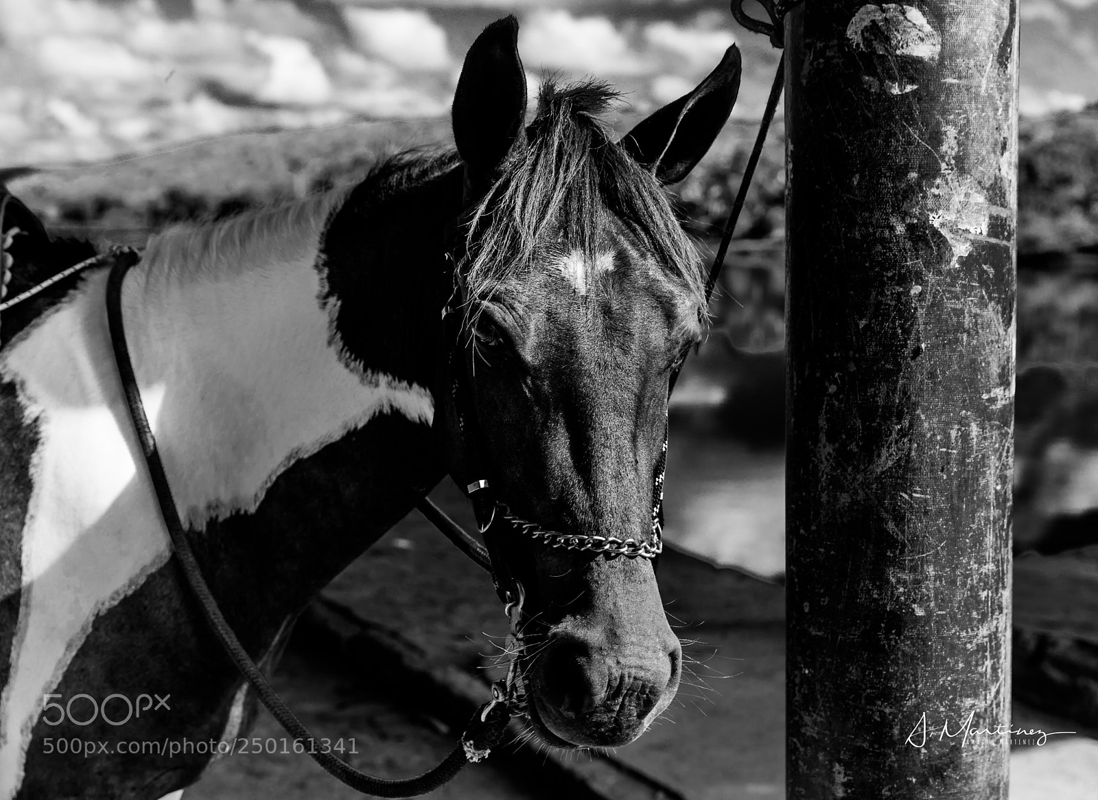 Canon EOS 5D Mark IV sample photo. Untitled photography