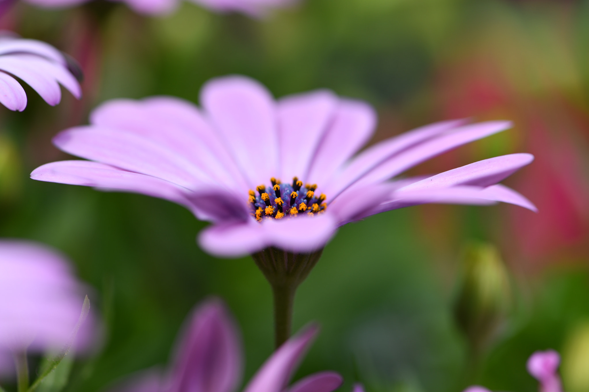 Nikon AF-S Micro-Nikkor 105mm F2.8G IF-ED VR sample photo