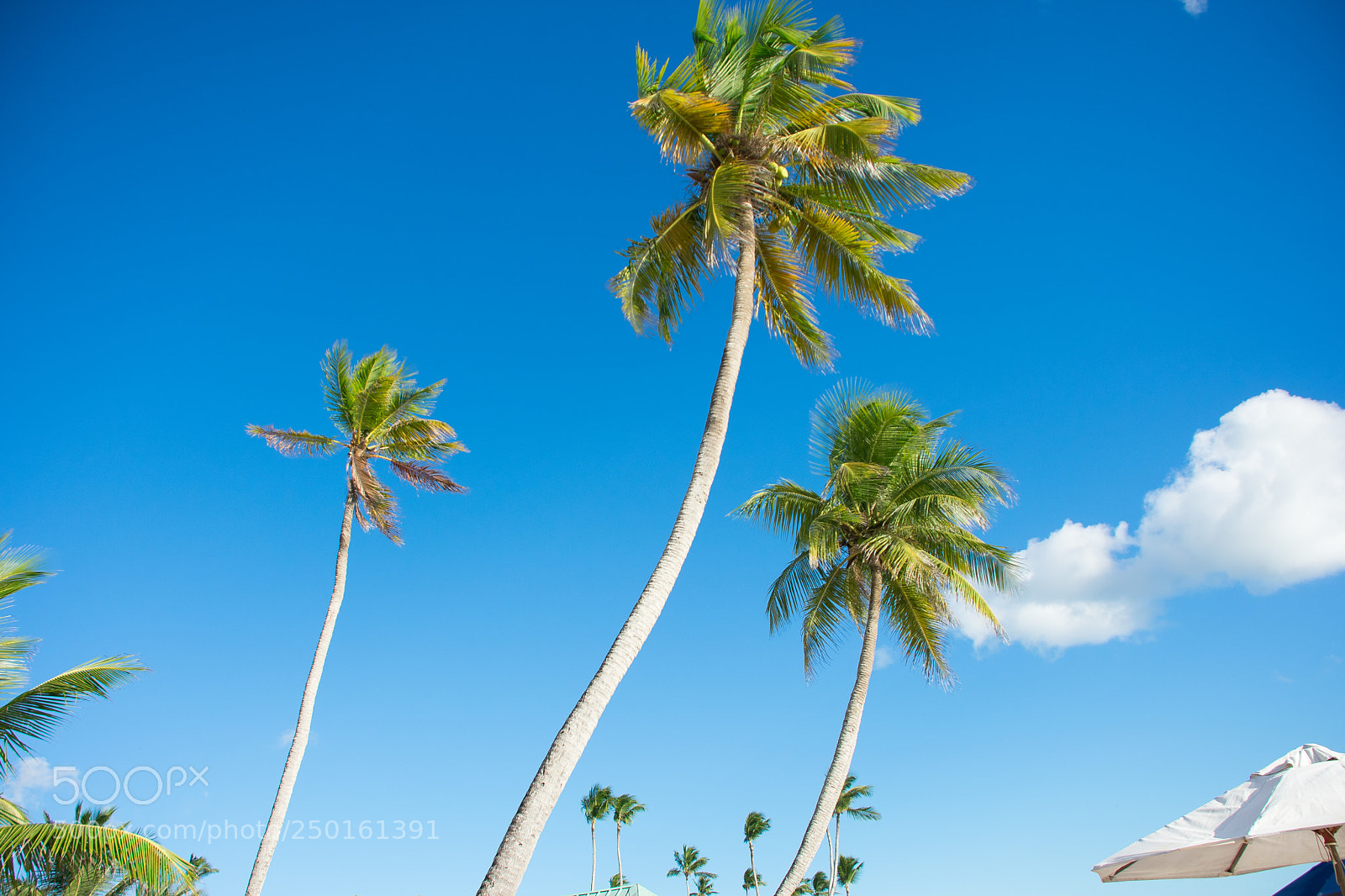 Nikon D3400 sample photo. Three palms photography