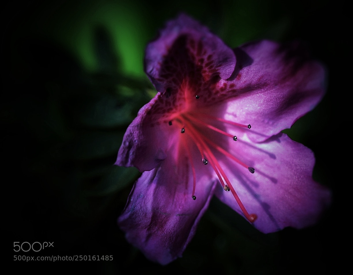 Sony a7 II sample photo. Feeling of gaze photography