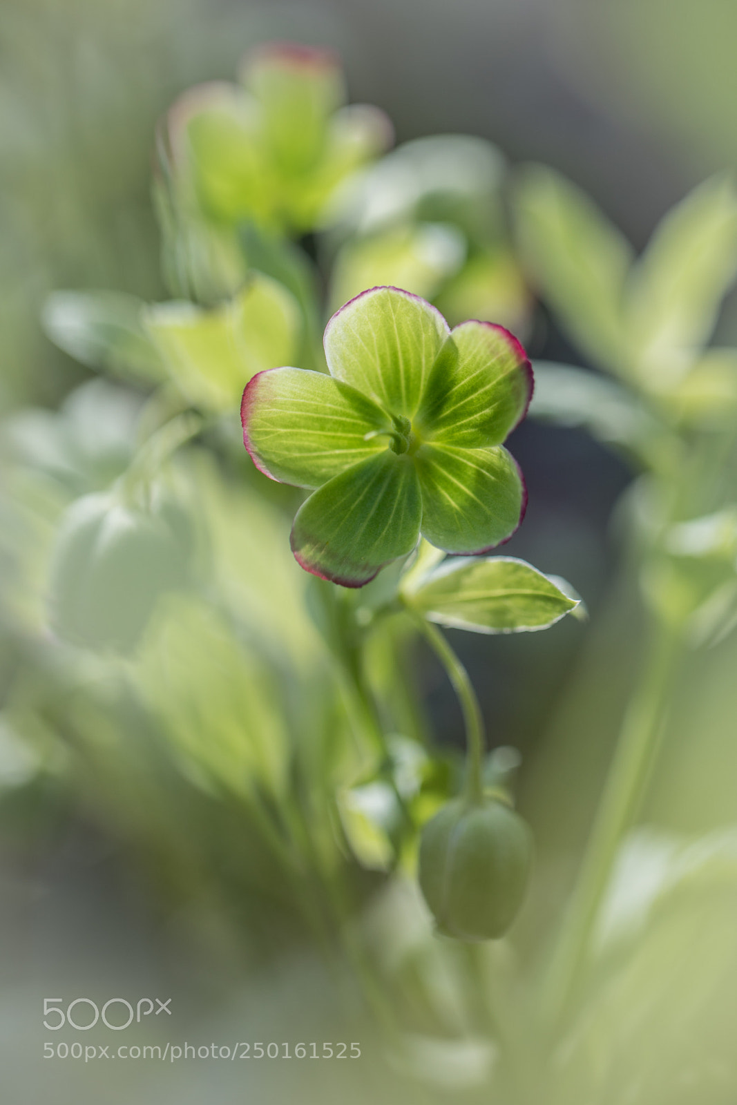 Canon EOS 5D Mark IV sample photo. Awa photography