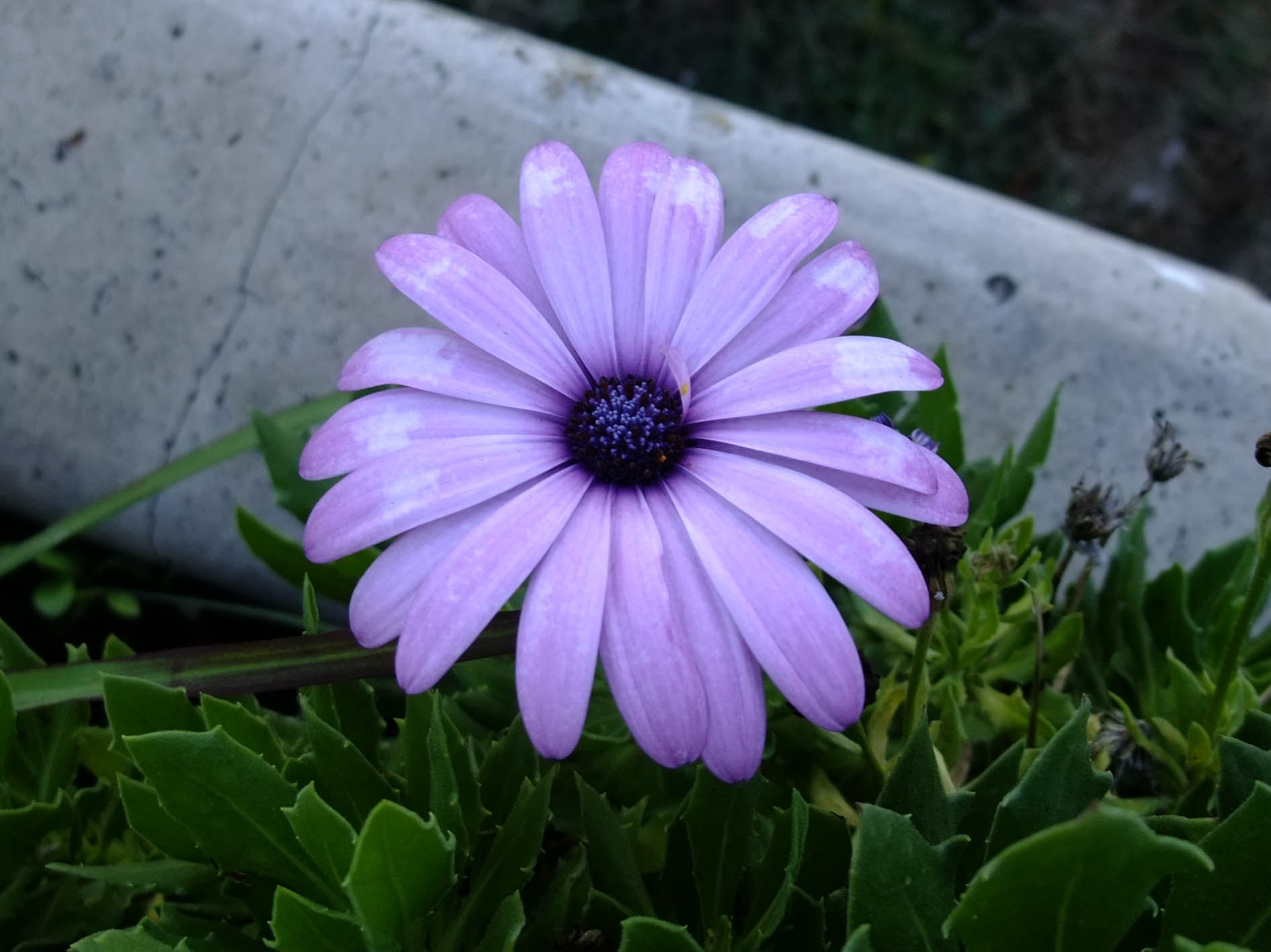 Fujifilm FinePix F200EXR sample photo. Purple flower photography