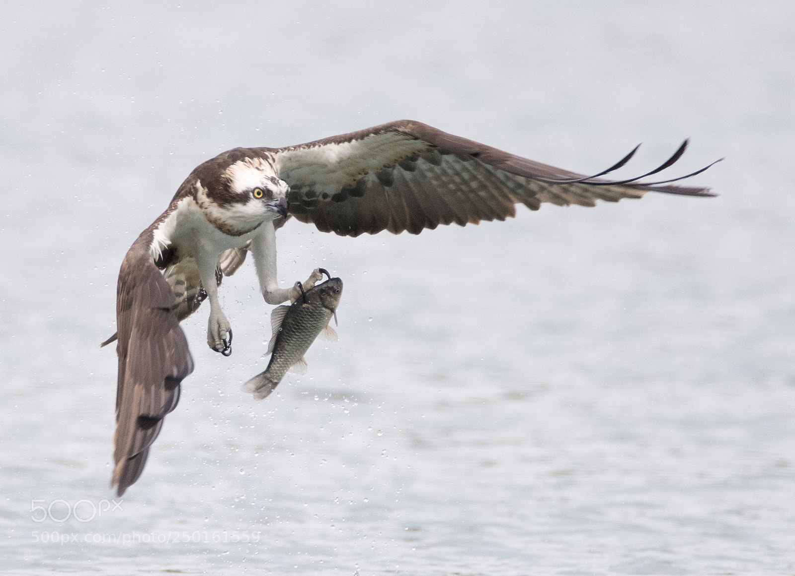 Nikon D850 sample photo. Osprey-the gorgeous hunter. photography