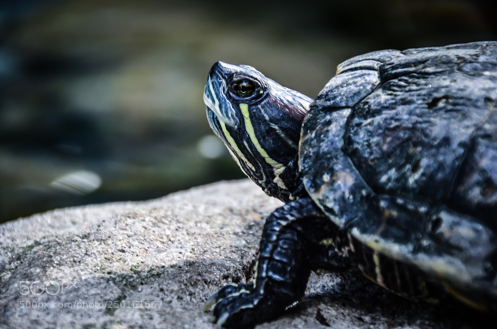 Nikon D7000 sample photo. Turtle photography