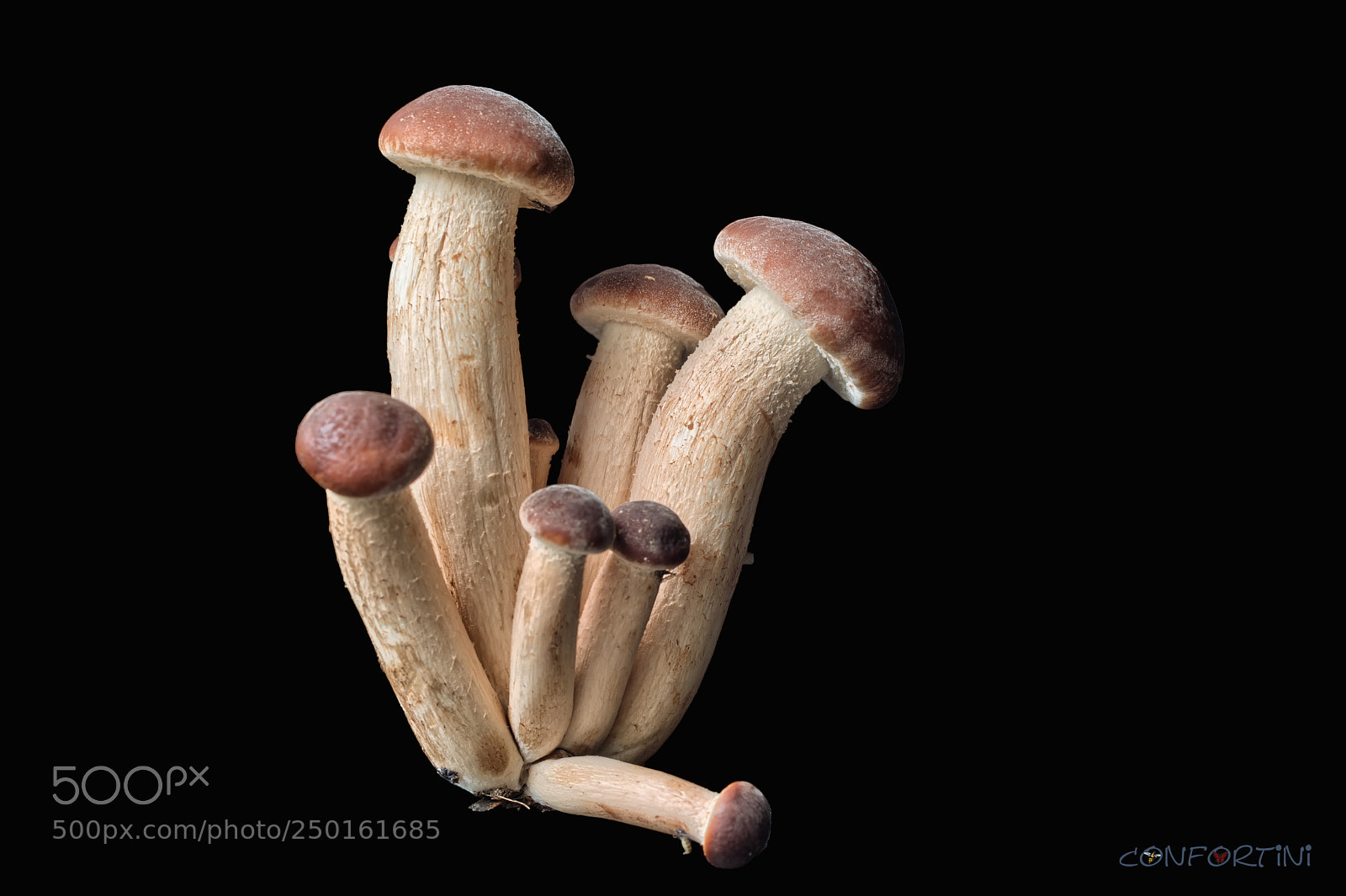 Nikon D7100 sample photo. Cyclocybe aegerita photography