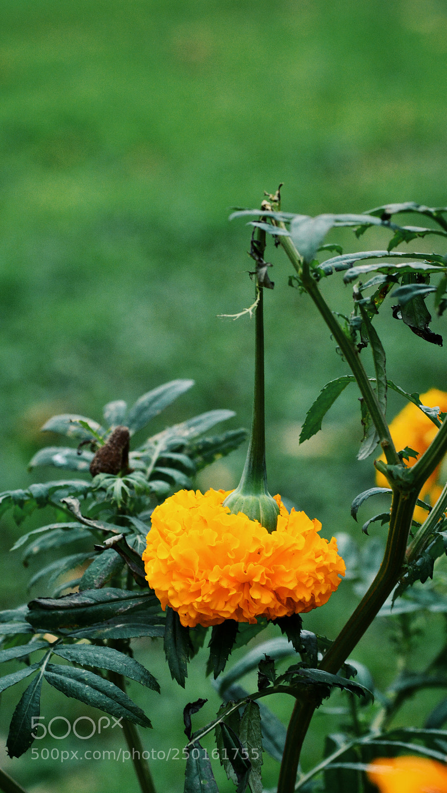 Nikon D7100 sample photo. Kts photography