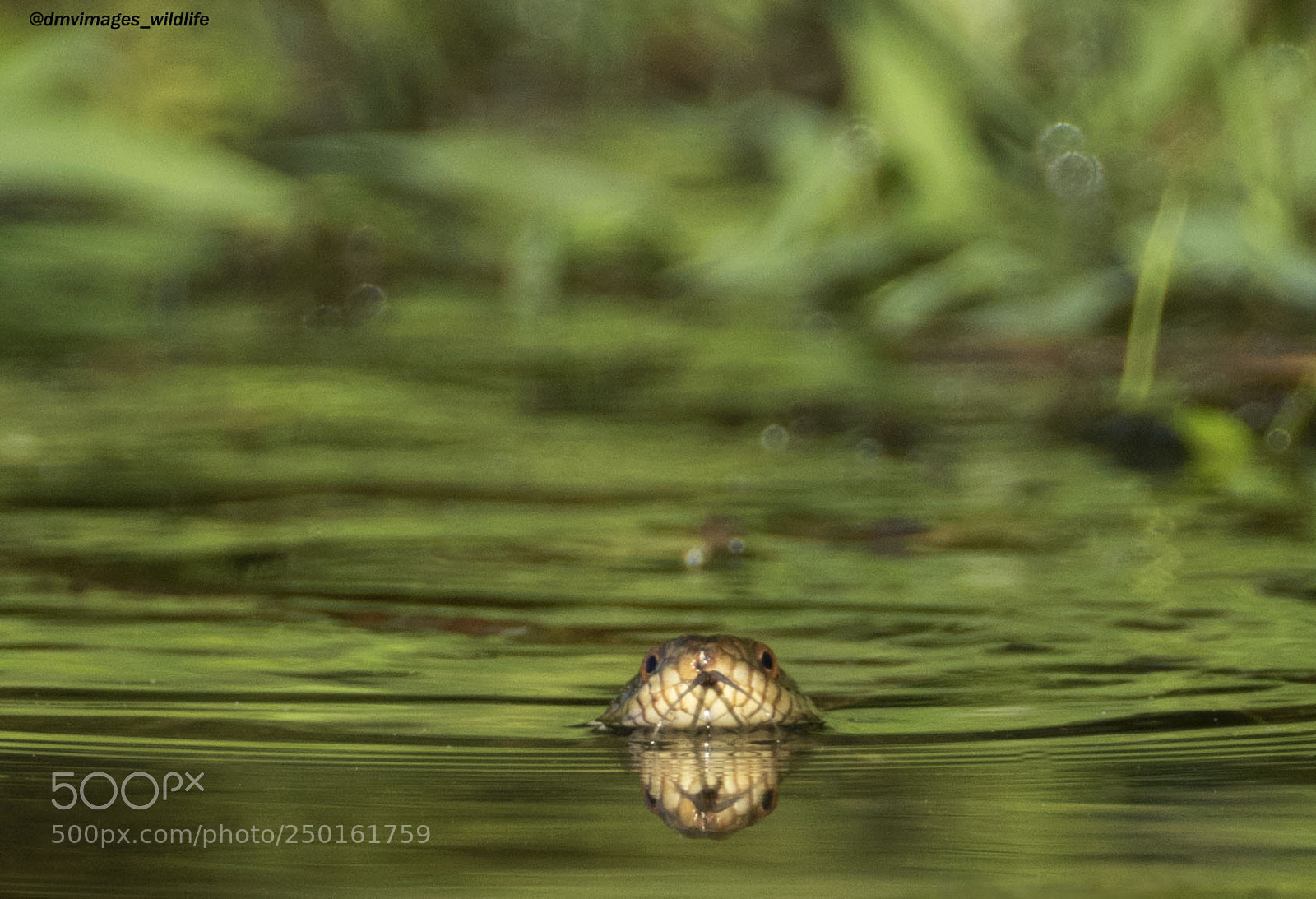 Canon EOS 7D Mark II sample photo. Northern water snake photography