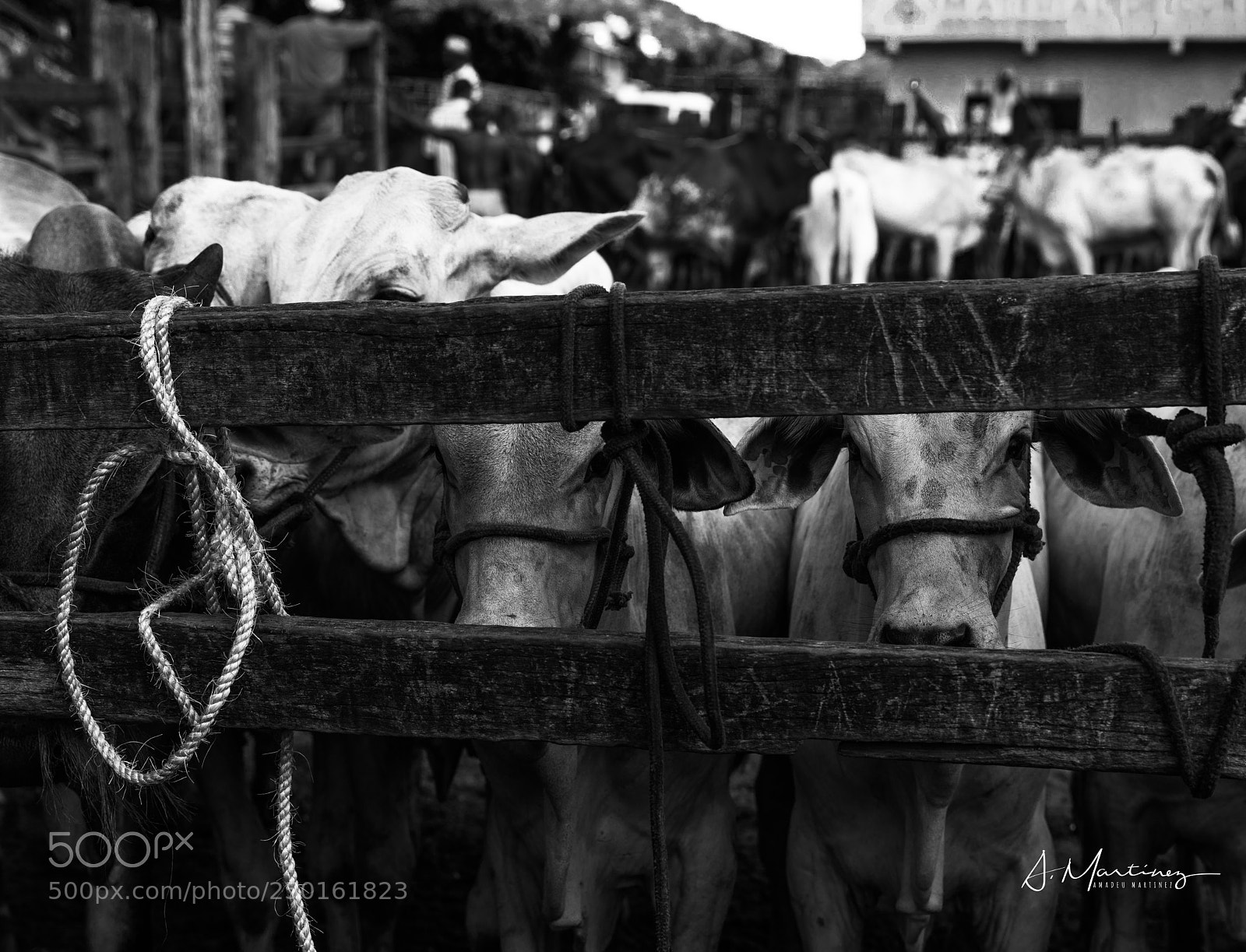 Canon EOS 5D Mark IV sample photo. Untitled photography