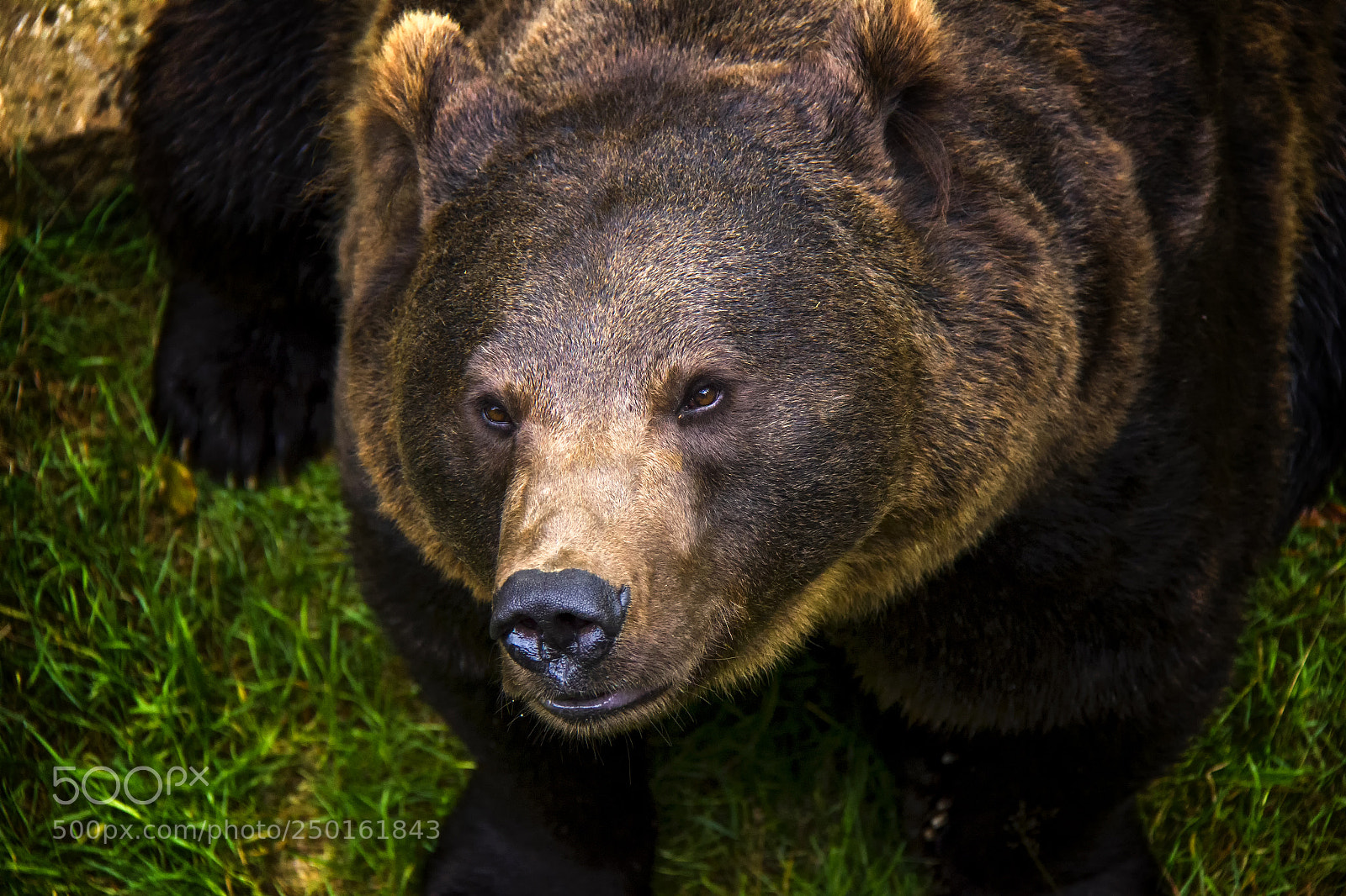 Canon EOS 550D (EOS Rebel T2i / EOS Kiss X4) sample photo. Portrait of brown bear photography